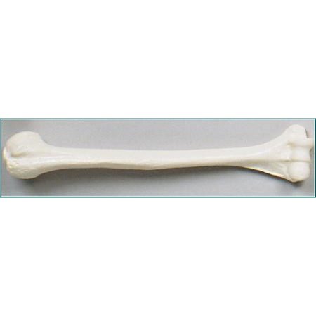 DENOYER-GEPPERT Anatomical Model, Humerus Bone (Right Side) SB32-D